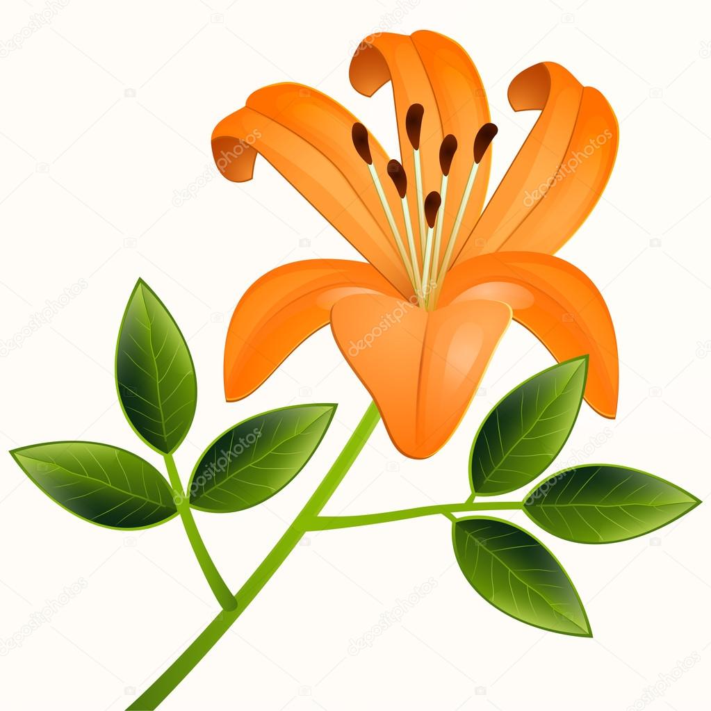 Vector lily flower. Vector illustration.