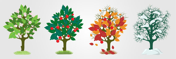 Seasons trees. Vector illustration