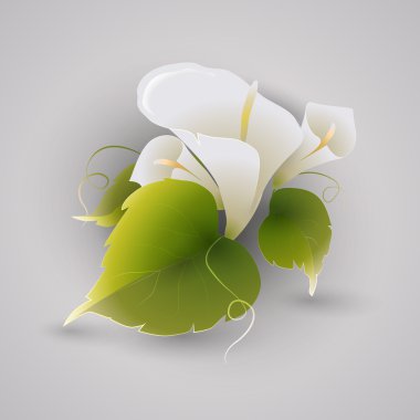 Vector illustration of calla flowers. clipart