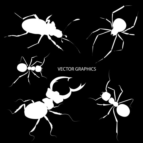 Vector bugs silhouettes. Vector illustration.