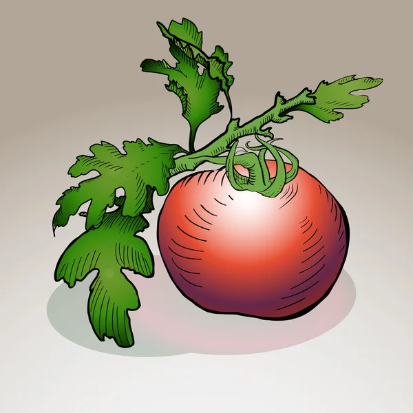 Vector Tomato Vector Illustration — Stock Vector
