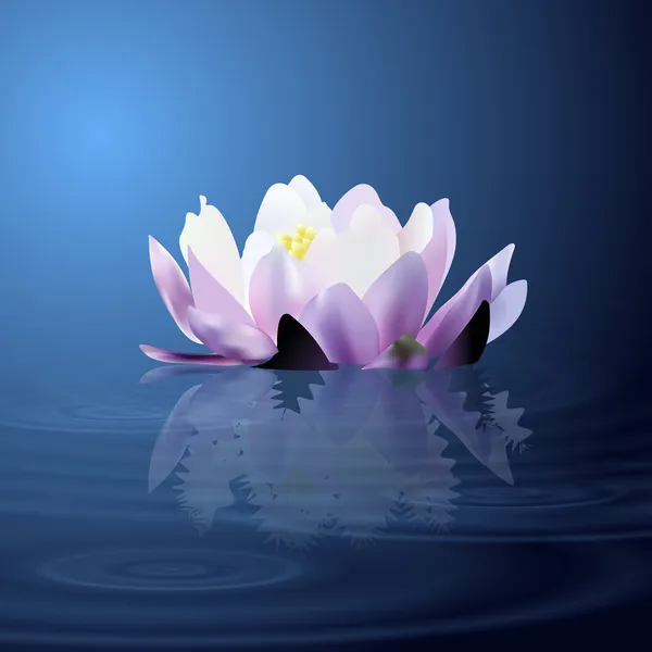 Water Lily Vector Illustration — Stock Vector