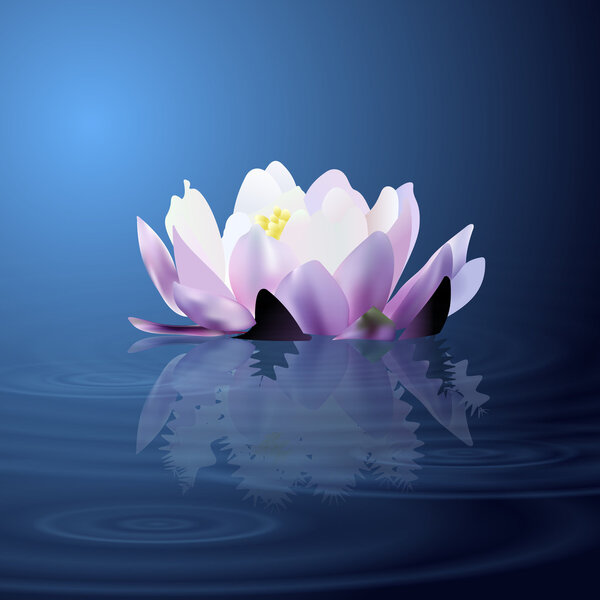 Water lily. Vector illustration.