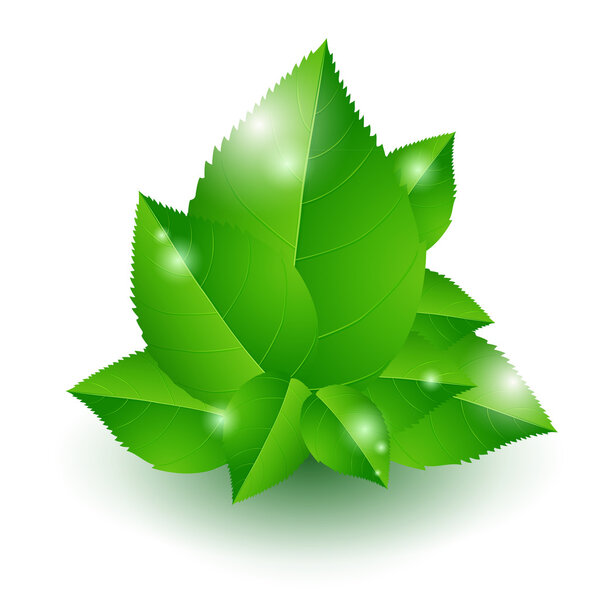 Vector illustration of green leaves.
