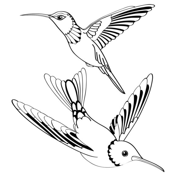 Vector birds in black and white