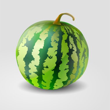 Vector illustration of a watermelon. clipart