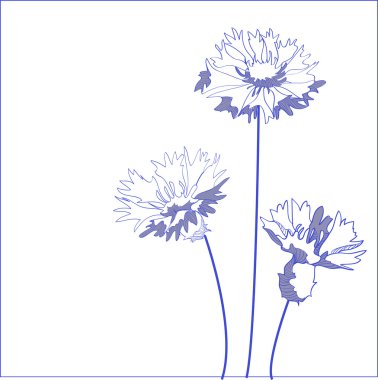 Blue cornflower (Centaurea cyanus) - vector illustration clipart