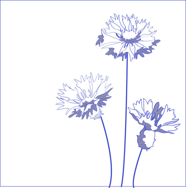 Синий васильковый цветок (Centaurea cyanus) - векторная иллюстрация
