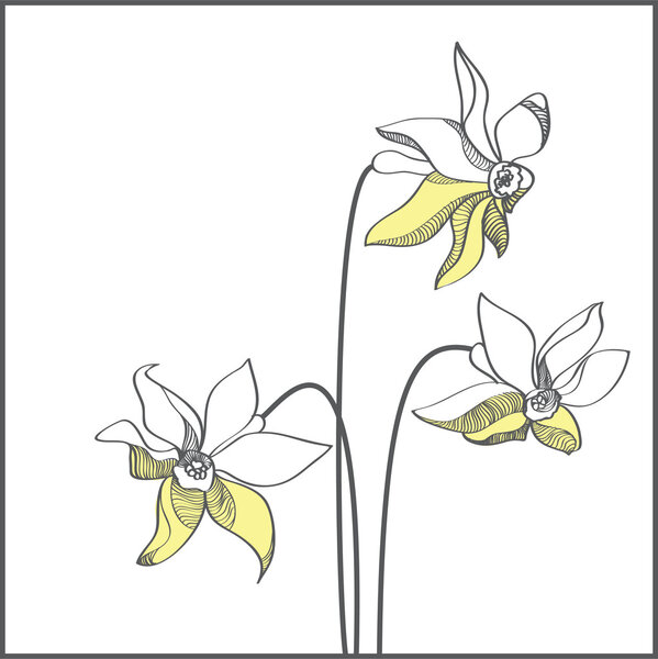 Stylized yellow narcissus flowers - vector illustration