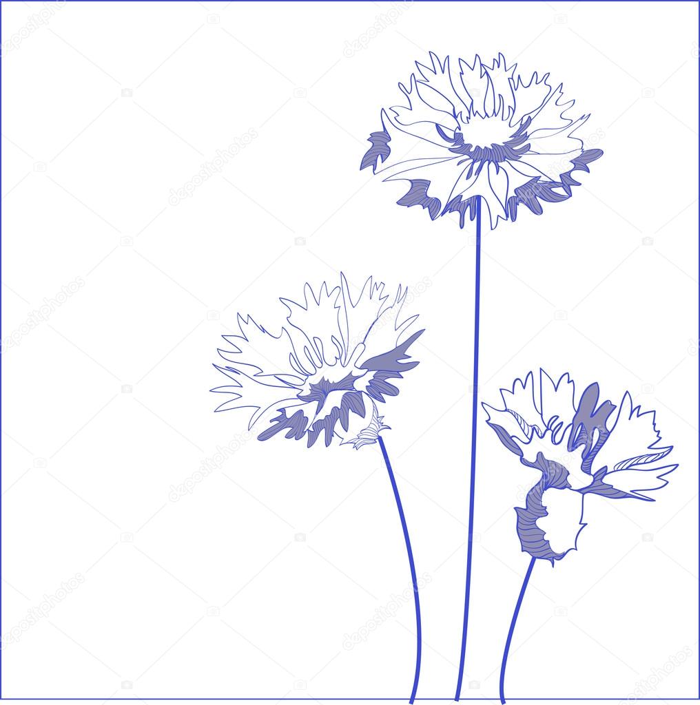 Blue cornflower (Centaurea cyanus) - vector illustration
