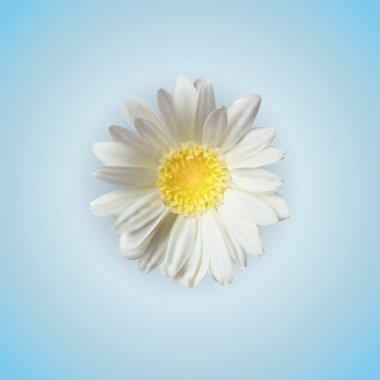 Vector chamomile flower isolated clipart