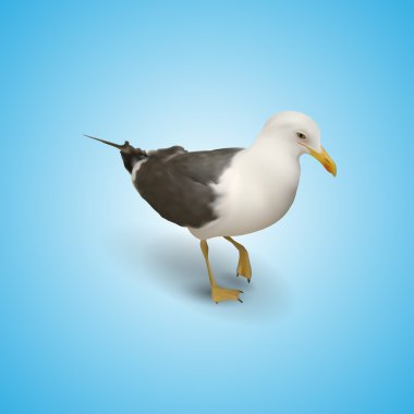 Illustration of seagull,  vector illustration  clipart