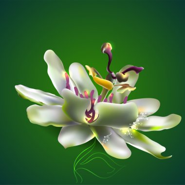 Passion flower.  vector illustration  clipart