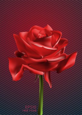 Beautiful red rose, vector illustration clipart