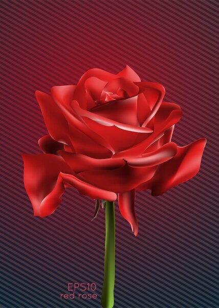 Beautiful red rose, vector illustration