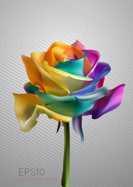 Beautiful colorful rose, vector illustration clipart