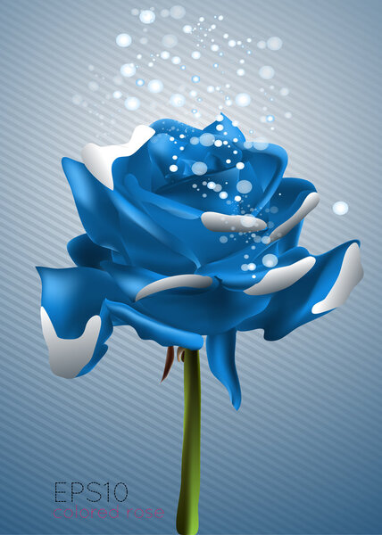 Beautiful blue rose, vector illustration