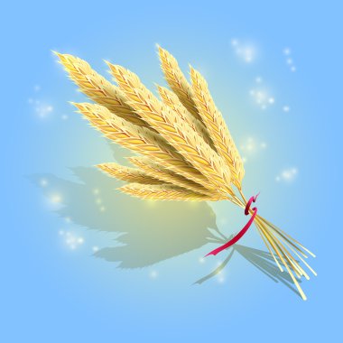 Bunch of ripe wheat ears with red ribbon, vector clipart
