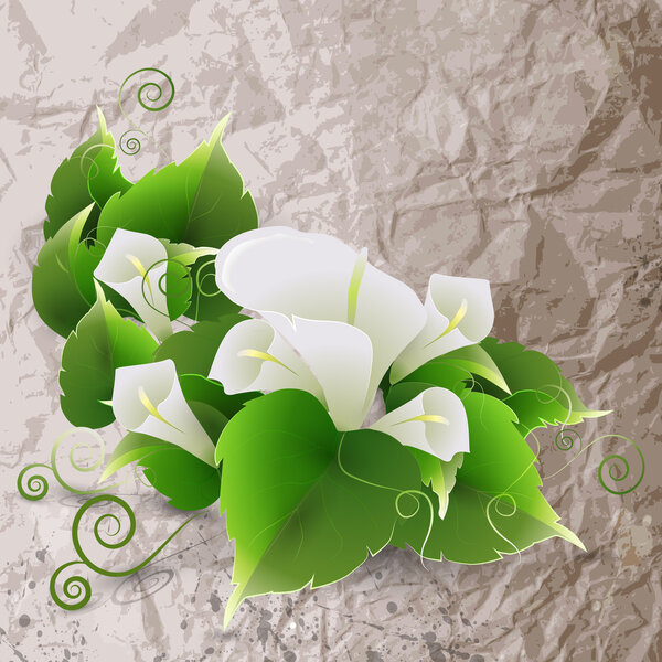 White lily on crumpled paper background