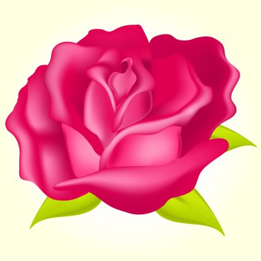 Güzel Rose vektör çizim 
