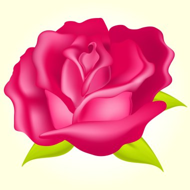 Beautiful rose  vector illustration  clipart