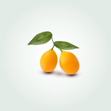 Apricot  icon  vector illustration  clipart