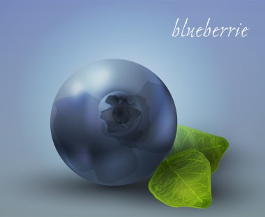 fresh Blueberries. Vector illustration. clipart