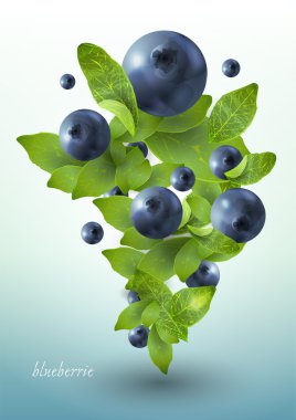 Splash of blueberries. Vector illustration. clipart