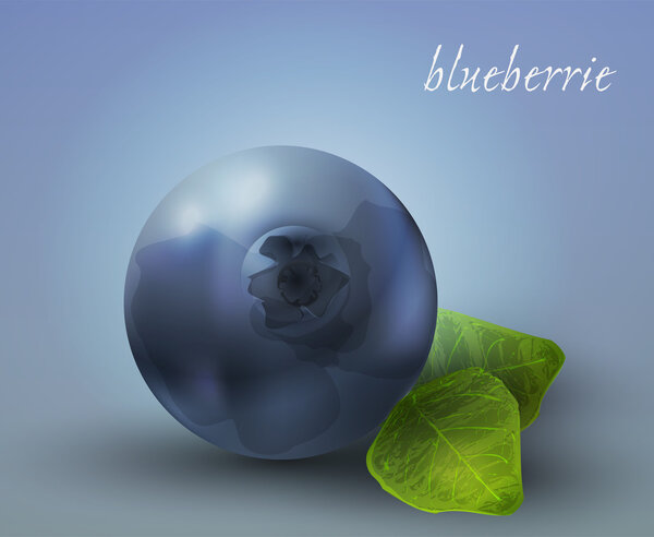 fresh Blueberries. Vector illustration.
