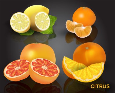 Set of citrus fruits - lemon, orange, grapefruit and mandarin. clipart