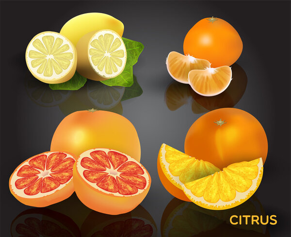 Set of citrus fruits - lemon, orange, grapefruit and mandarin.