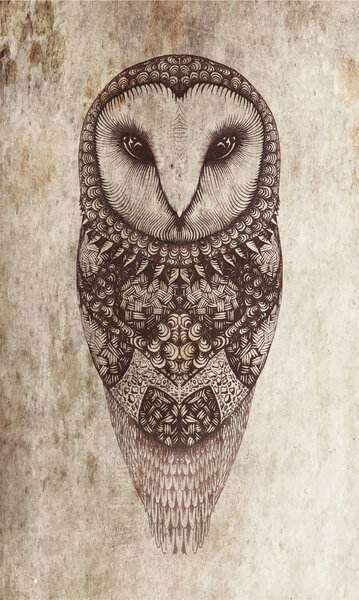 Owl on a gray background