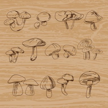 Set of hand-drawn vintage mushrooms. Vector illustration clipart