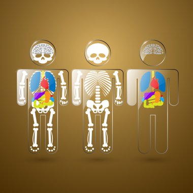 insan anatomisini gösteren resim