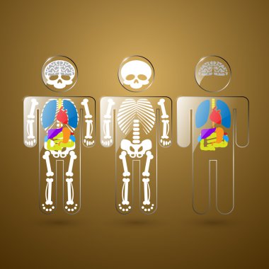 illustration of human anatomy clipart