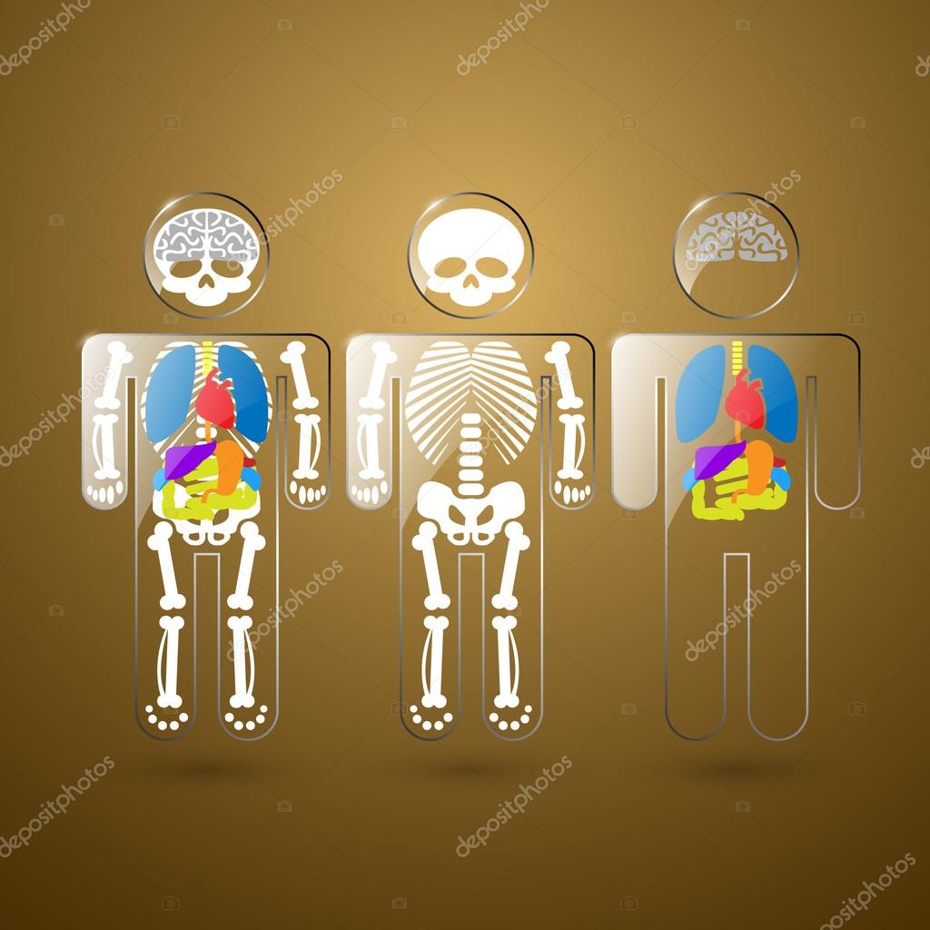 Illustration of human anatomy