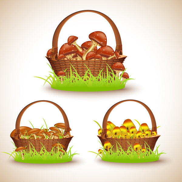 Baskets with mushrooms, vector illustration 