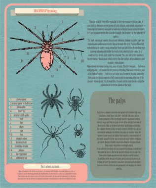 Archnids fizyolojisi Infographic vektör çizim  