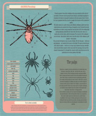 Archnids physiology infographic vector illustration   clipart