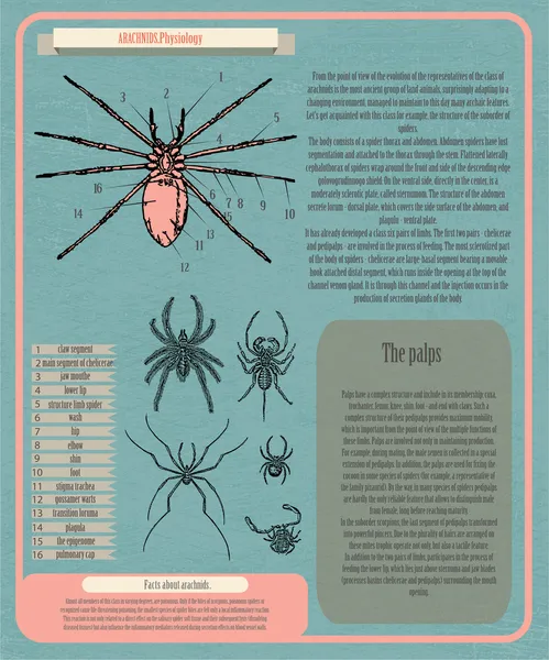 Archnids Fyziologie Infografika Vektorové Ilustrace — Stockový vektor