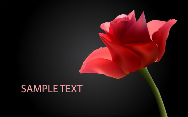 Vector background with red roses.