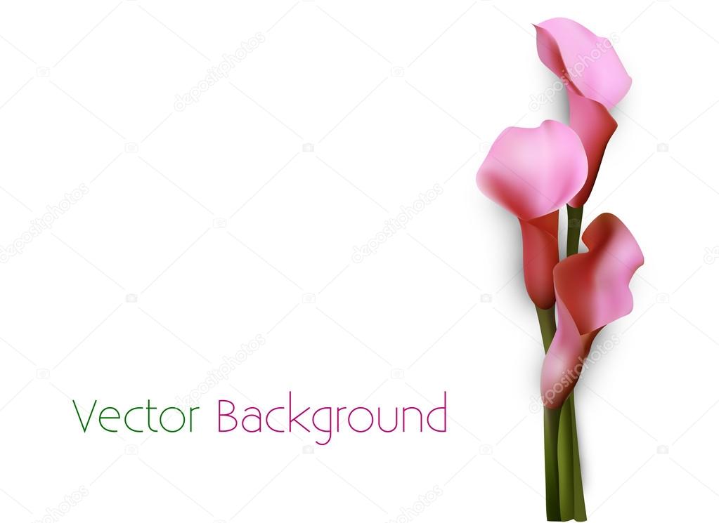 Vector background with pink calla lily flowers.