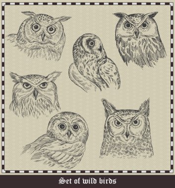 Set of birds.Owls. Vector illustration clipart