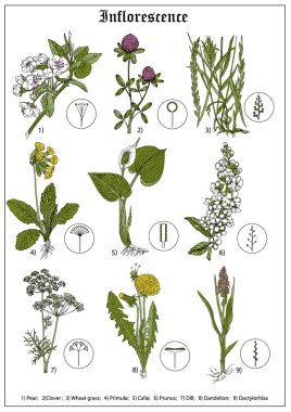 Önümüzdeki, armut, yonca, buğday otu, çuha çiçeği, calla, prunus, dereotu, karahindiba, dactylorhiza. çiçek vektör çizim
