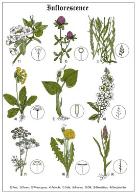 Inflorescence of pear, clover, wheat grass, primula, calla, prunus, dill, dandelion, dactylorhiza. Floral vector illustration clipart