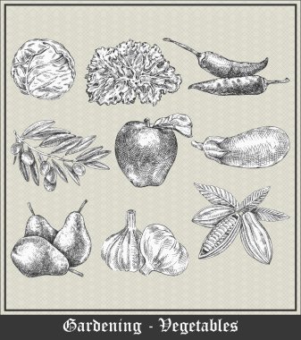 Gardening. Vintage banner with vegetables and fruits.Cabbage, lettuce, chili peppers, olives, apples, eggplant, pears, garlic, cocoa beans. Vector illustration clipart