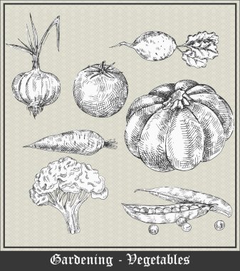 Gardening. Vintage banner with vegetables and fruits. Onion, tomato, beet, carrot, squash, broccoli, cauliflower, peas. Vector illustration clipart