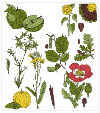 Set of fruits and seeds isolated on white. Vector illustration of apple, sunflower, seeds, oak, acorn, nut, hazelnut, mustard, poppy, pumpkin, cucumber clipart