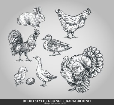 Set of domestic animals cock, hen, turkey, rabbit, duck, goose. Vector illustration clipart