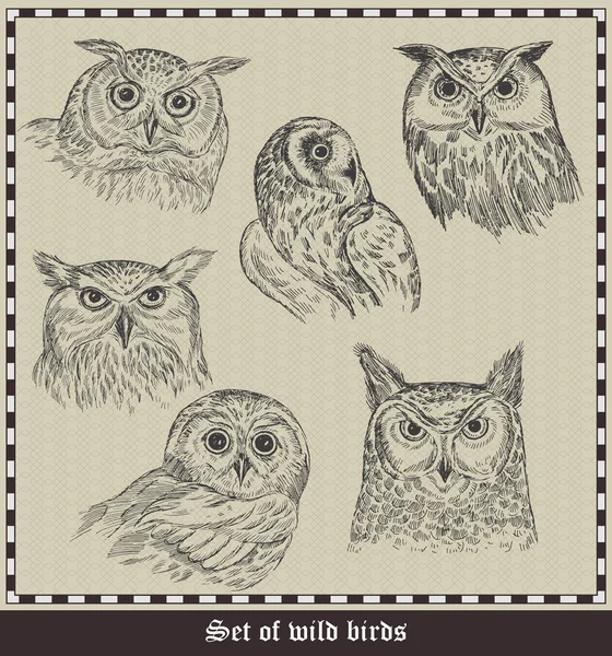 Sada Birds Owls Vektorové Ilustrace — Stockový vektor
